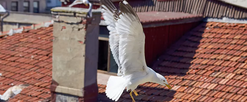 Residential Chimney Animal Removal Solution in Sandy, UT