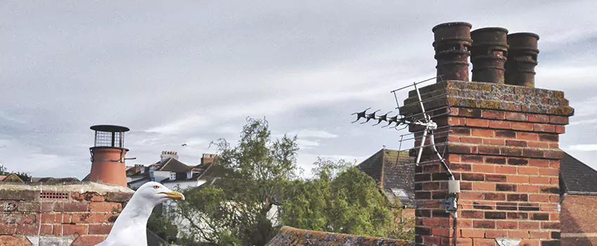 Chimney Cleaning And Restoration in Sandy, Utah